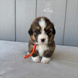 Boy 3 - Red male Pembroke Welsh Corgi puppy in Mc Cammon, Idaho from Sunny J Corgis and Mini Americans