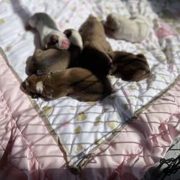 Boxer Puppies from Martinez Boxers of Central Florida
