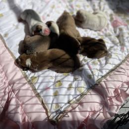 Boxer Puppies from Martinez Boxers of Central Florida