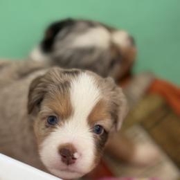 Guinness - Red merle male Toy Australian Shepherd puppy in Spokane Valley, Washington from Northern Roots Aussies