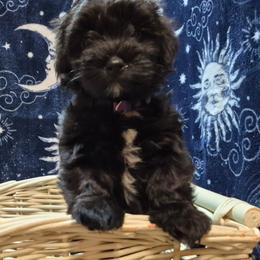 Girl 3 - Black female Havanese puppy in Manchester, Texas from Mimi's Havanese