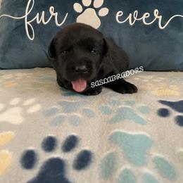Girl 1 - Black female Labrador Retriever puppy in Palmdale, California from Sweet As Sugar Labradors