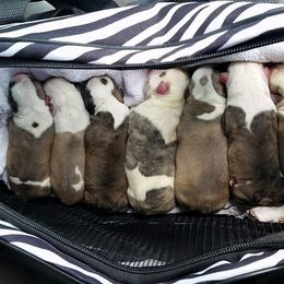 Bulldogs from Burns Bullies