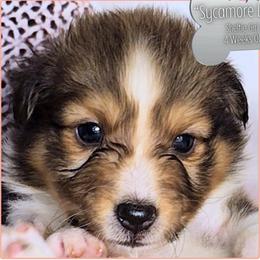 Sycamore Leaf - Sable and white female Shetland Sheepdog puppy in Elberton, Georgia from Ioney's Southern Paws Shelties, Frenchies, and Yorkies