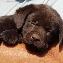 Labrador Retrievers from Beloved Labs LLC