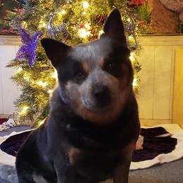 Panda - Blue female Australian Cattle Dog puppy in Nevada City, California from Reaver Australian Cattle Dogs
