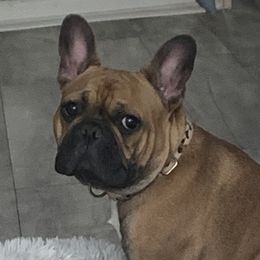 Kiko - French Bulldog