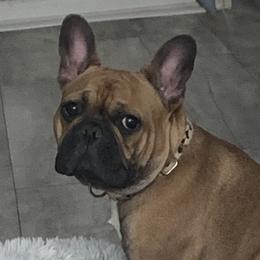 Kiko - French Bulldog