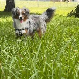 Miniature Australian Shepherd and Toy Australian Shepherd Puppies from Pistol Paws Aussies