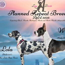 Great Dane puppies from Lazy A Danes