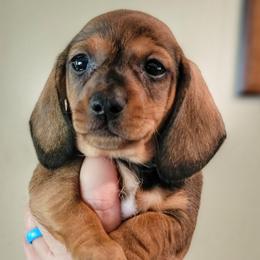 Louie - Red male Dachshund puppy in Mountain Grove, Missouri from Blueprint K9 Dachshunds- www.BlueprintK9.com