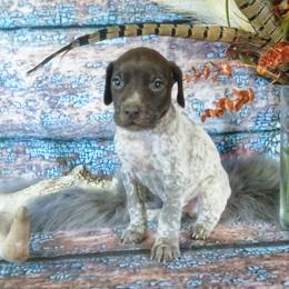 Boy 3 - Liver roan male German Shorthaired Pointer puppy in Laporte, Minnesota from Northern Odyssey Gun Dogs