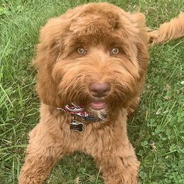 Australian Labradoodles from Ohana Labradoodles