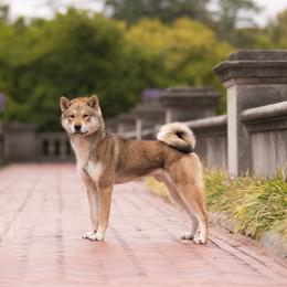 Ushi - Shikoku