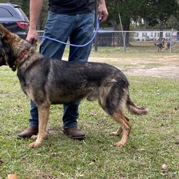 German Shepherd All Grown Up from Angel Oak German Shepherds