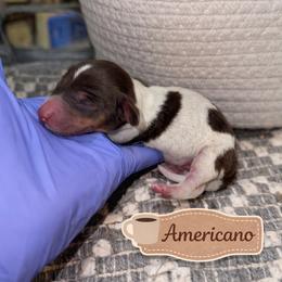 Americano - Piebald male Dachshund puppy in Deming, New Mexico from FoxieDoxies of New Mexico