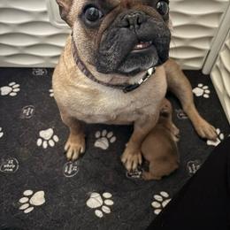 French Bulldog puppies from J&T French Bulldog & Pomeranian Palacio