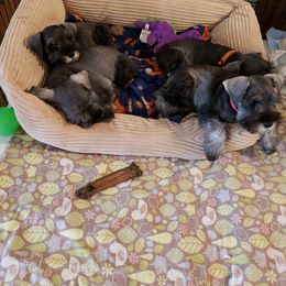 Miniature Schnauzer Puppies from Starbound Miniture Schnauzer's