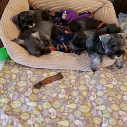 Miniature Schnauzer Puppies from Starbound Miniture Schnauzer's