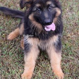 Aero - Black and red male German Shepherd puppy in Morrilton, Arkansas from Rock Bottom Ranch