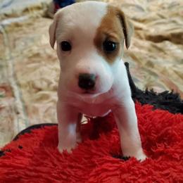 Crumpet - Tan and white female Jack Russell Terrier puppy in California from Kimberlite