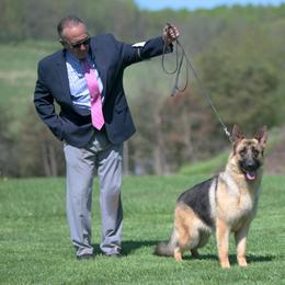 Twyla - German Shepherd