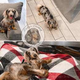 Snoop - Dachshund