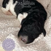 Australian Labradoodle, Double Doodle, Goldendoodle, and Labradoodle Puppies from Lake Mountain Doodle