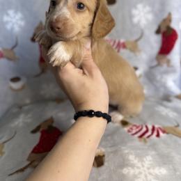Cupie - Cream female Dachshund puppy in Oklahoma City, Oklahoma from Barrett’s Doxie Farm