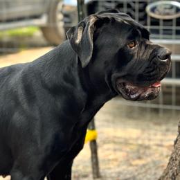 Sasha - Cane Corso