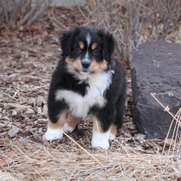 Australian Shepherd and Miniature Australian Shepherd Puppies from Canyon Creek Aussies