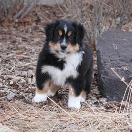 Australian Shepherd and Miniature Australian Shepherd Puppies from Canyon Creek Aussies