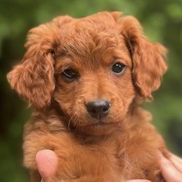 Dora - Red  female Goldendoodle puppy in Gig Harbor, Washington from Sandy’s Goldendoodles