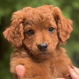Dora - Red  female Goldendoodle puppy in Gig Harbor, Washington from Sandy’s Goldendoodles