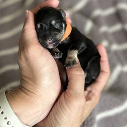 Miniature Schnauzer Puppies from Adrienne Exum