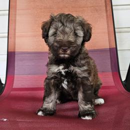 Girl 1 - Liver female Miniature Schnauzer puppy in Lake Charles, Louisiana from Du Lac Miniature Schnauzers
