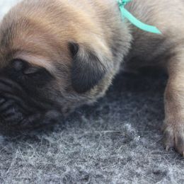 Mastiff Puppies from Fire Creek Mastiffs