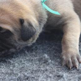 Mastiff Puppies from Fire Creek Mastiffs