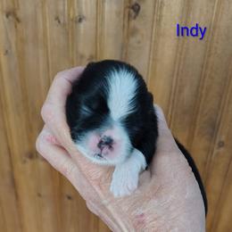 Independence - Indy - Black and white male Shih Tzu puppy in Palmyra, New York from Karen's Tzus of Palmyra-Macedon
