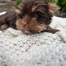 Duke - CKC - Chocolate and tan male Yorkshire Terrier puppy in Calhoun, Georgia from Peach State Yorkies