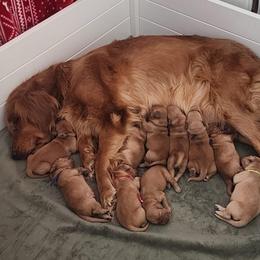 Gray collar - Dark golden male Golden Retriever puppy in Boulder, Montana from Sharee's Golden Retrievers