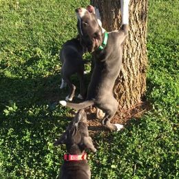 Mountain Cur Puppies from Walnut Ridge Mountain Curs
