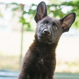 Buckbeak vom Rabenauge - Black male German Shepherd puppy in Wadsworth, Ohio from Zwinger Vom Rabenauge