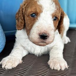 Blue Collar Male - Parti male Goldendoodle puppy in Eunice, Louisiana from Maison De Pawz