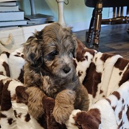 Aussiedoodle, Poodle, and Toy Australian Shepherd Puppies from Wild Farm Puppies