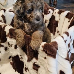Aussiedoodle, Poodle, and Toy Australian Shepherd Puppies from Wild Farm Puppies