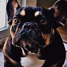 French Bulldog puppies from St Louis Frenchies