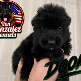 Doom - Black male German Shepherd puppy in Quartz Hill, California from Von Gonzalez Kennel