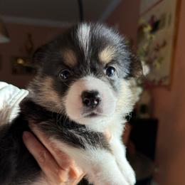 Hemi - Black and tan male Pembroke Welsh Corgi puppy in Delray Beach, Florida from Holly's Pembroke Welsh Corgis