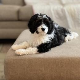 Cavapoo and Poodle Puppies from Autumn Poodles/Doodles